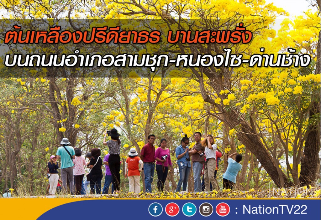 ต้นเหลืองปรีดียาธร บานสะพรั่ง บนถนนอำเภอสามชุก-หนองไซ-ด่านช้าง ต้นเหลืองปรีดียาธร บานสะพรั่ง บนถนนอำเภอสามชุก-หนองไซ-ด่านช้าง