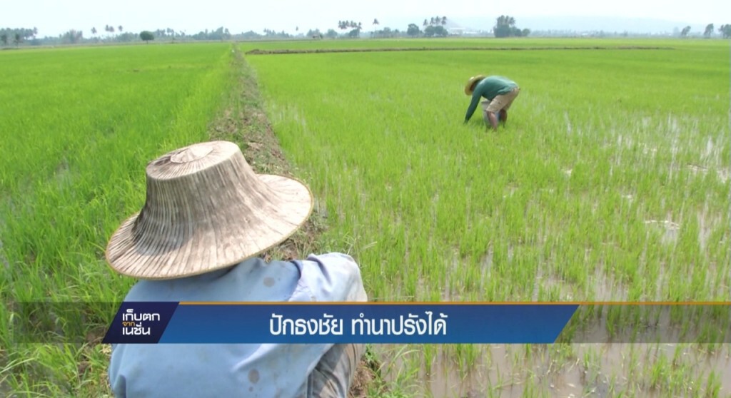ปักธงชัยทำนาปรังได้