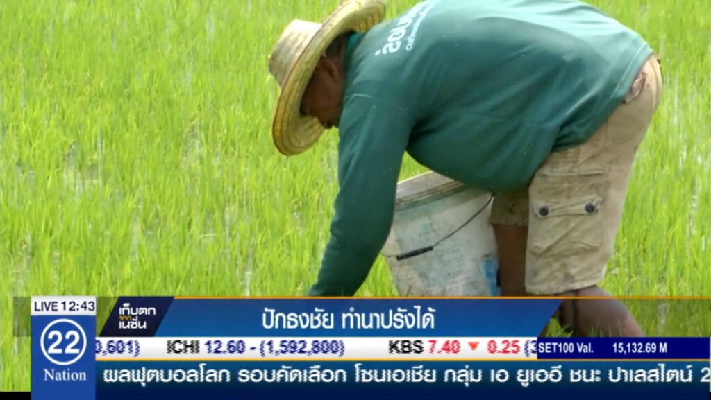 ปักธงชัย ทำนาปรังได้ ปักธงชัย ทำนาปรังได้