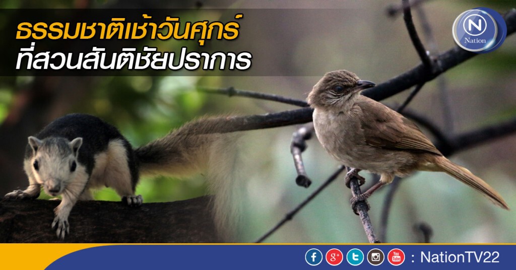 ธรรมชาติเช้าวันศุกร์ ที่สวนสันติชัยปราการ ธรรมชาติเช้าวันศุกร์ ที่สวนสันติชัยปราการ