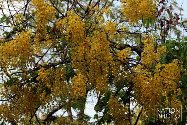 ธรรมชาติเช้าวันศุกร์ ที่สวนสันติชัยปราการ