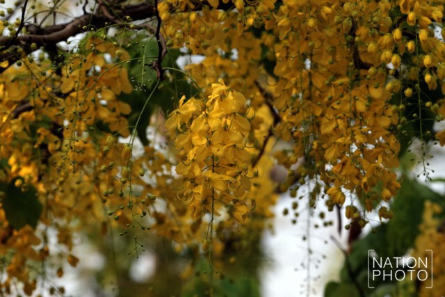 ธรรมชาติเช้าวันศุกร์ ที่สวนสันติชัยปราการ