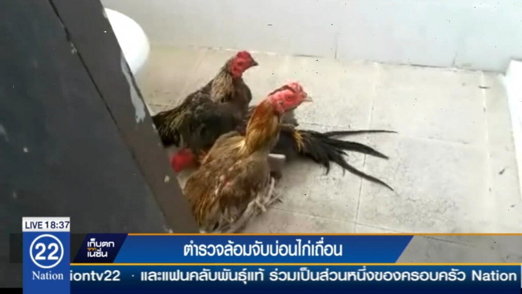 บ่อนแตก! ตำรวจล้อมจับบ่อนไก่เถื่อน เซียนพนันวิ่งหนีกระเจิง