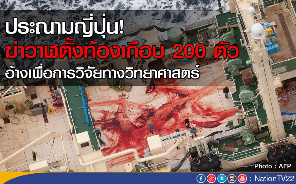 ประณามญี่ปุ่น! ฆ่าวาฬตั้งท้องเกือบ 200 ตัว ประณามญี่ปุ่น! ฆ่าวาฬตั้งท้องเกือบ 200 ตัว