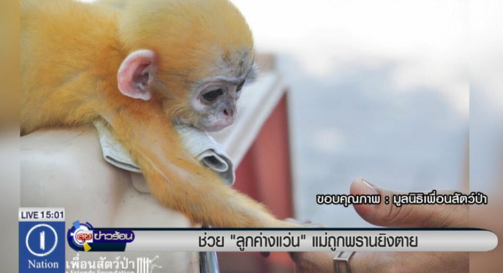 ช่วยลูก "ค่างแว่น" แม่ถูกพรานยิงตาย ช่วยลูก "ค่างแว่น" แม่ถูกพรานยิงตาย