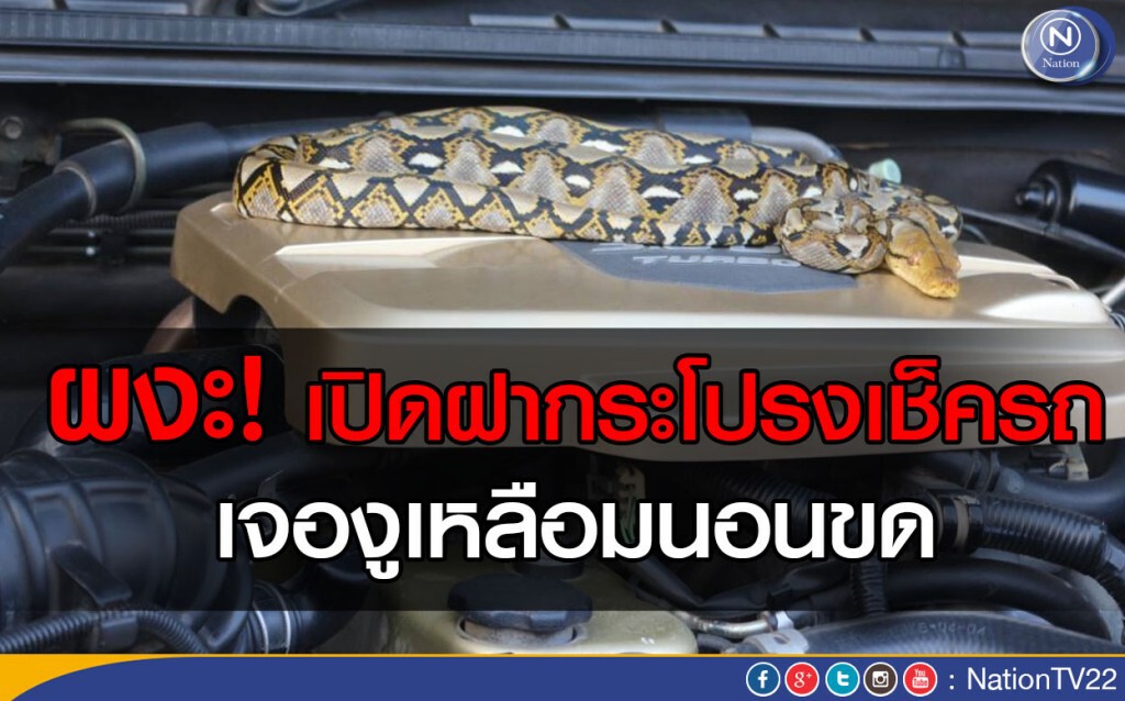 ผงะ! เปิดฝากระโปรงเช็ครถ เจองูเหลือมนอนขด