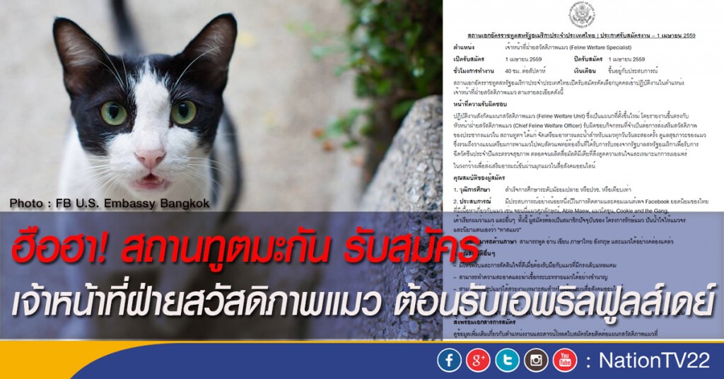 ฮือฮา! สถานทูตมะกัน รับสมัคร เจ้าหน้าที่ฝ่ายสวัสดิภาพแมว ต้อนรับเอพริลฟูลส์เดย์