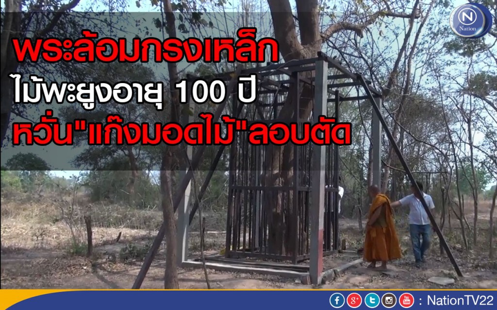 พระล้อมกรงเหล็ก ไม้พะยูงอายุ 100 ปี หวั่น"แก๊งมอดไม้"ลอบตัด พระล้อมกรงเหล็ก ไม้พะยูงอายุ 100 ปี หวั่น"แก๊งมอดไม้"ลอบตัด