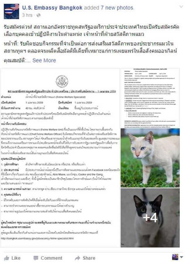 ฮือฮา! สถานทูตมะกัน รับสมัคร เจ้าหน้าที่ฝ่ายสวัสดิภาพแมว ต้อนรับเอพริลฟูลส์เดย์