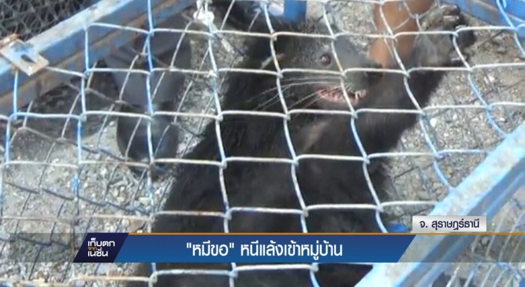 "หมีขอ" หนีแล้งเข้าหมู่บ้าน