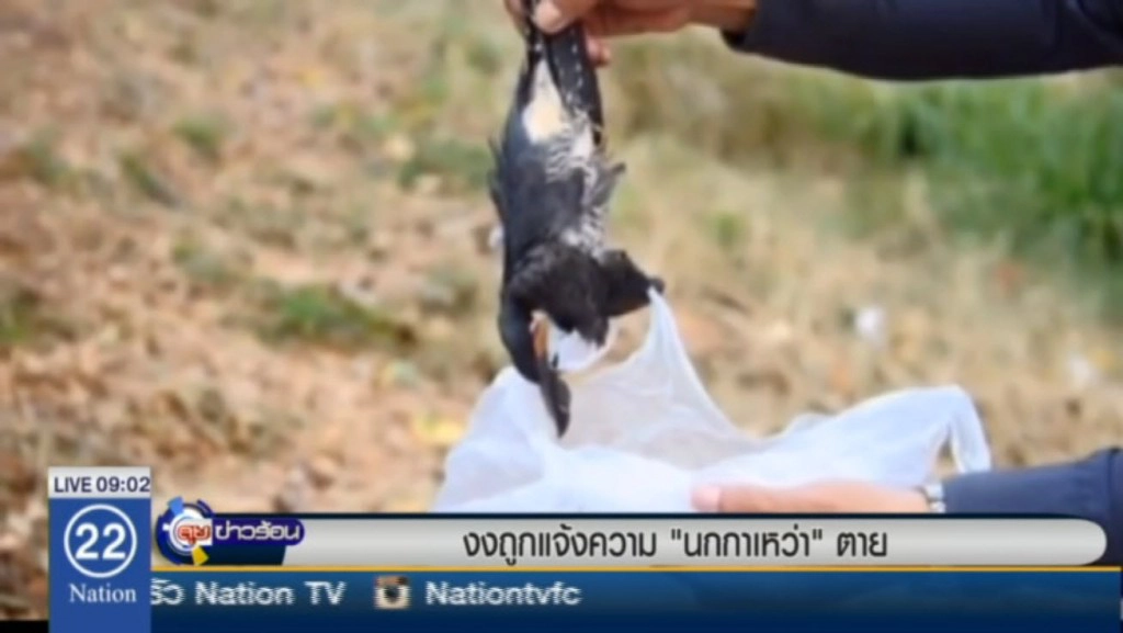 งงถูกแจ้งความ"นกกาเหว่า"ตาย
