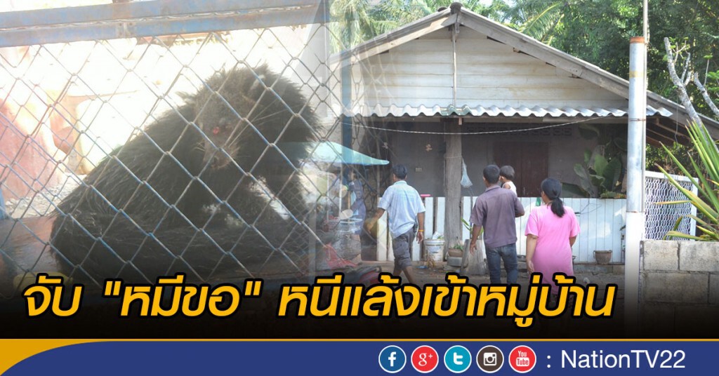 จับ "หมีขอ" หนีแล้งเข้าหมู่บ้าน จับ "หมีขอ" หนีแล้งเข้าหมู่บ้าน