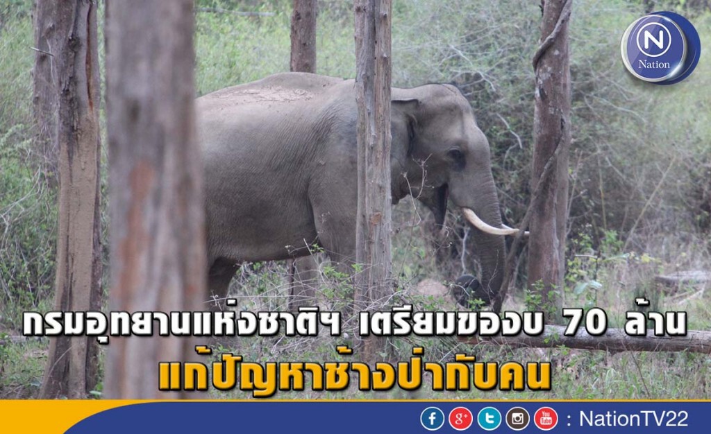 กรมอุทยานแห่งชาติฯ เตรียมของบ 70 ล้าน แก้ปัญหาช้างป่ากับคน กรมอุทยานแห่งชาติฯ เตรียมของบ 70 ล้าน แก้ปัญหาช้างป่ากับคน