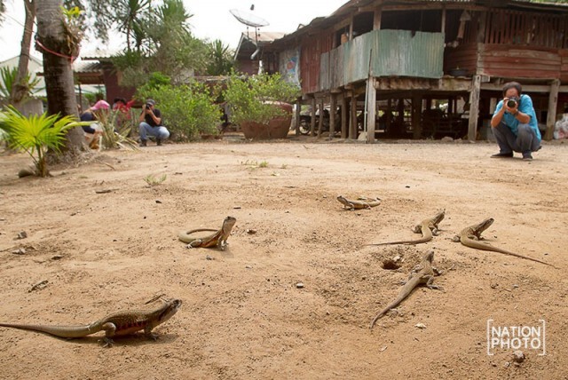 หมู่บ้านสุวรรณตะไล จ.สุพรรณบุรี “ชุมชนอนุรักษ์แย้”