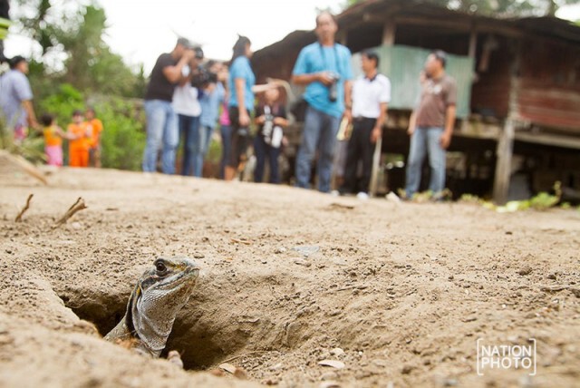 หมู่บ้านสุวรรณตะไล จ.สุพรรณบุรี “ชุมชนอนุรักษ์แย้”