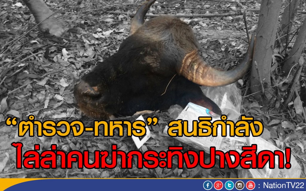 ตำรวจ-ทหารค้นบ้าน 5 หลัง ไล่ล่าคนฆ่ากระทิงปางสีดา
