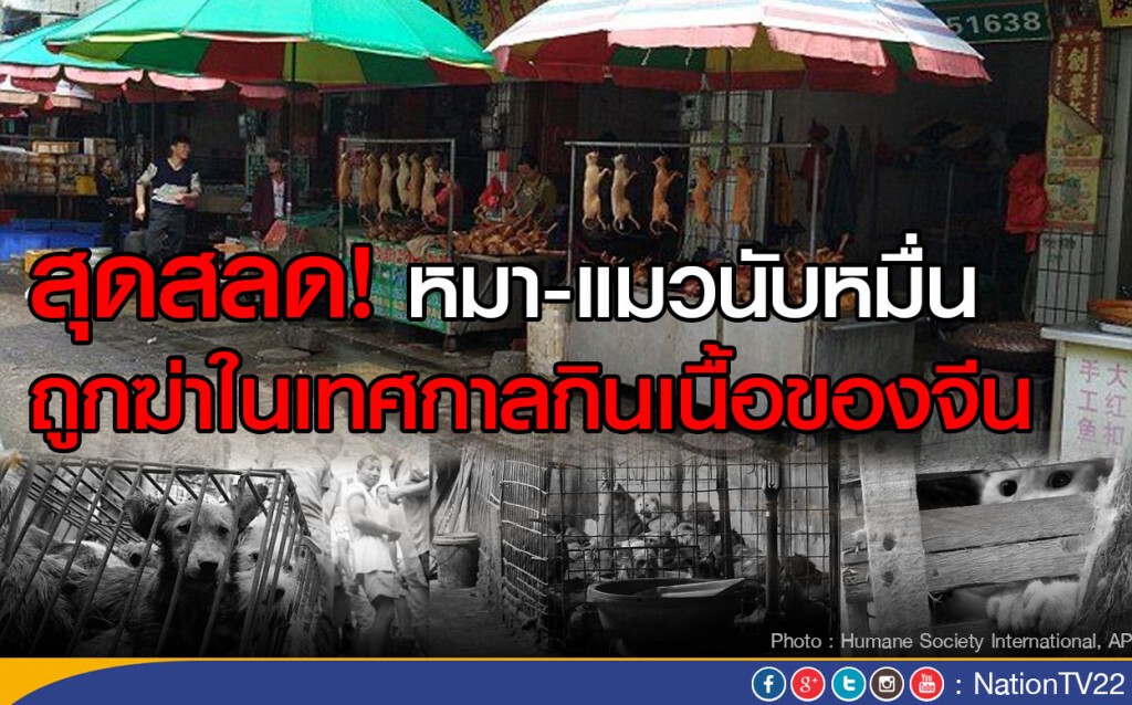 สุดสลด! หมา-แมวนับหมื่น ถูกฆ่าในเทศกาลกินเนื้อของจีน สุดสลด! หมา-แมวนับหมื่น ถูกฆ่าในเทศกาลกินเนื้อของจีน