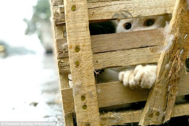 สุดสลด! หมา-แมวนับหมื่น ถูกฆ่าในเทศกาลกินเนื้อของจีน