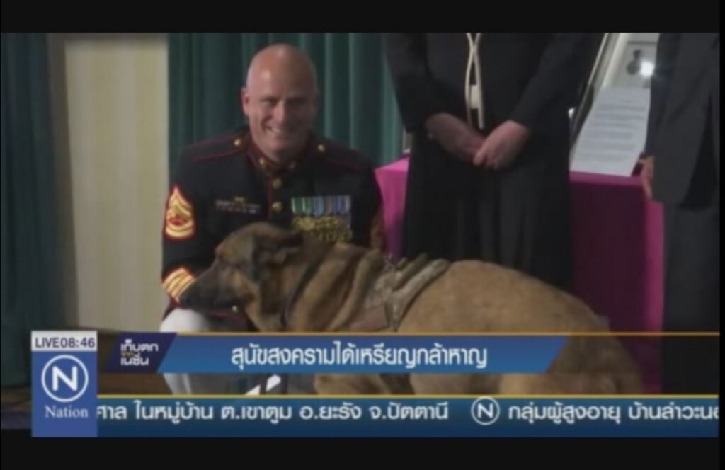 มอบเหรียญกล้าหาญให้สุนัข มอบเหรียญกล้าหาญให้สุนัข