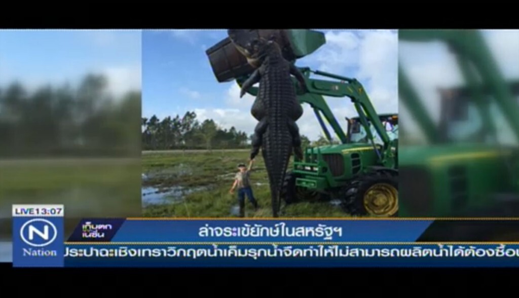 ล่าจระเข้ยักษ์ในสหรัฐ