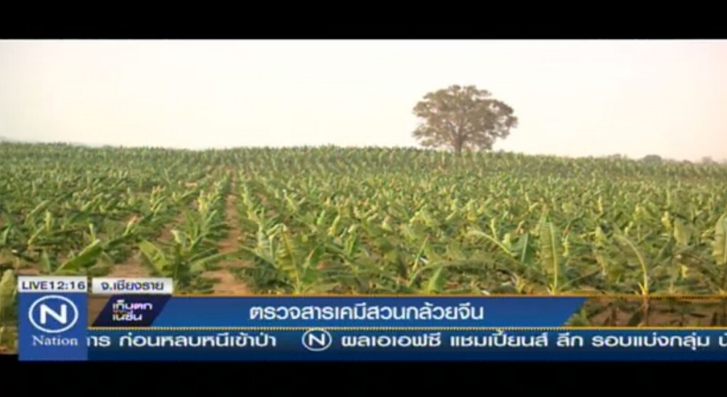 ตรวจสารเคมีสวนกล้วยจีน ตรวจสารเคมีสวนกล้วยจีน