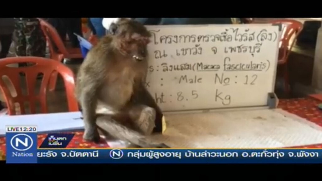 สุ่มตรวจโรคลิง "เขาวัง" สุ่มตรวจโรคลิง "เขาวัง"