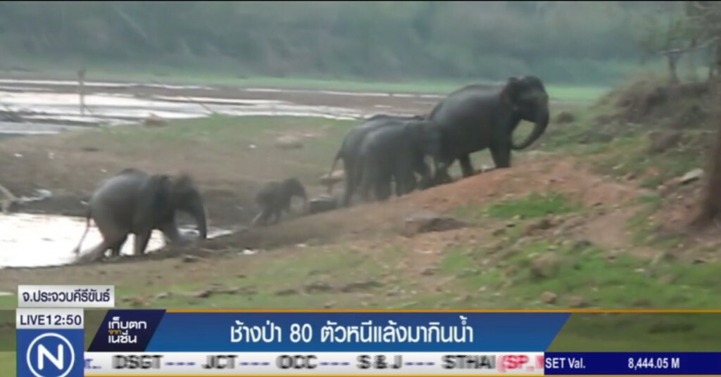 ช้างป่ากว่า 80 ตัว หนีภัยแล้ง มากินน้ำในอ่างห้วยป่าเลา ช้างป่ากว่า 80 ตัว หนีภัยแล้ง มากินน้ำในอ่างห้วยป่าเลา