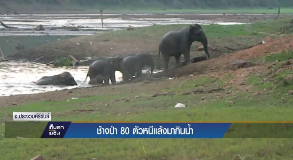 ช้างป่า 80 ตัว หนีแล้งมากินน้ำ