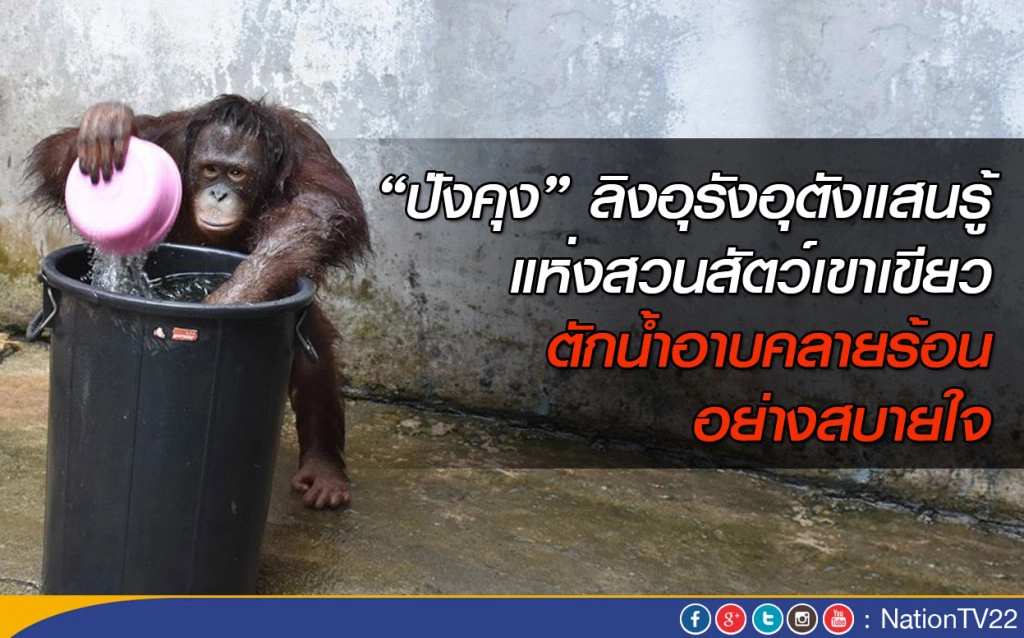 สุดทึ่ง ลิงแสนรู้ในสวนสัตว์เปิดเขาเขียวคว้าขัน ตักน้ำอาบเอง อย่างสบายใจ