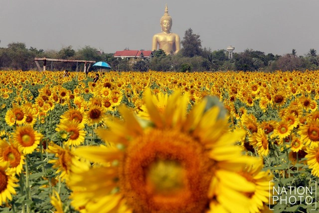 ทุ่งดอกทานตะวัน อ.วิเศษชัยชาญ จ.อ่างทอง