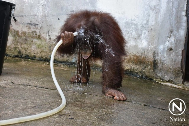 สุดทึ่ง ลิงแสนรู้ในสวนสัตว์เปิดเขาเขียวคว้าขัน ตักน้ำอาบเอง อย่างสบายใจ