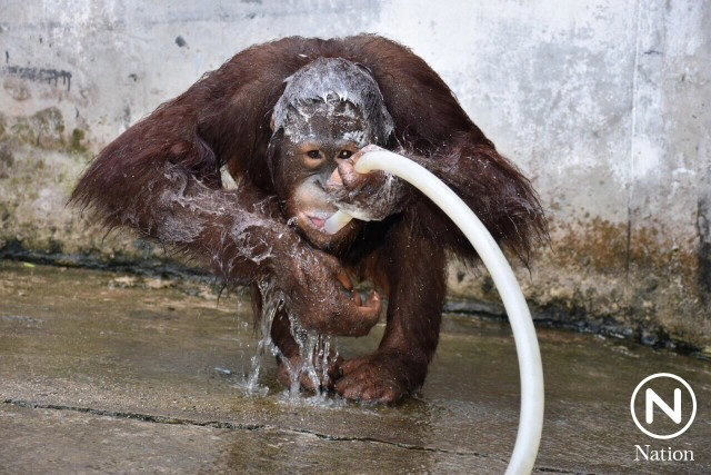 สุดทึ่ง ลิงแสนรู้ในสวนสัตว์เปิดเขาเขียวคว้าขัน ตักน้ำอาบเอง อย่างสบายใจ