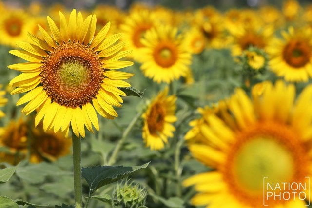 ทุ่งดอกทานตะวัน อ.วิเศษชัยชาญ จ.อ่างทอง