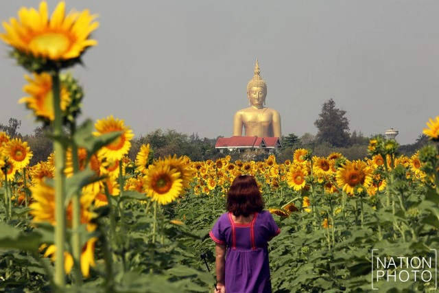 ทุ่งดอกทานตะวัน อ.วิเศษชัยชาญ จ.อ่างทอง