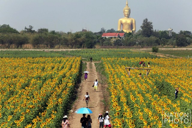 ทุ่งดอกทานตะวัน อ.วิเศษชัยชาญ จ.อ่างทอง