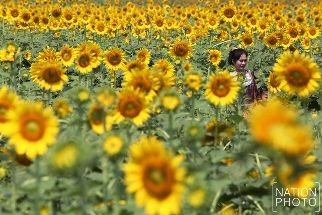 ทุ่งดอกทานตะวัน อ.วิเศษชัยชาญ จ.อ่างทอง