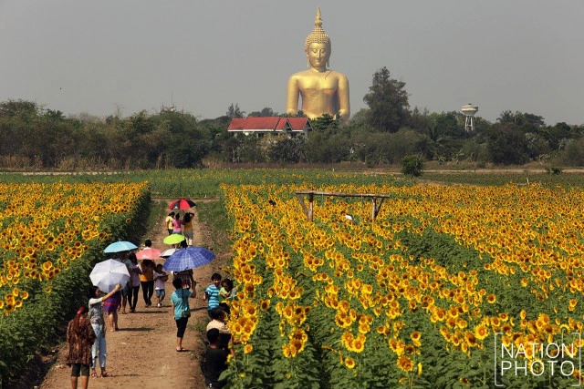 ทุ่งดอกทานตะวัน อ.วิเศษชัยชาญ จ.อ่างทอง
