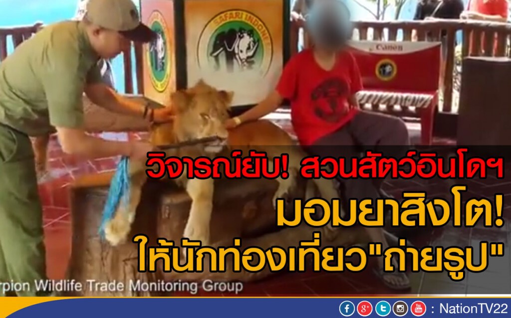 วิจารณ์ยับ! สวนสัตว์อินโดฯ มอมยาสิงโต ให้นักท่องเที่ยว"ถ่ายรูป" วิจารณ์ยับ! สวนสัตว์อินโดฯ มอมยาสิงโต ให้นักท่องเที่ยว"ถ่ายรูป"