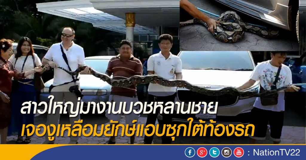 สาวใหญ่มางานบวชหลานชาย เจองูเหลือมยักษ์แอบซุกใต้ท้องรถ สาวใหญ่มางานบวชหลานชาย เจองูเหลือมยักษ์แอบซุกใต้ท้องรถ