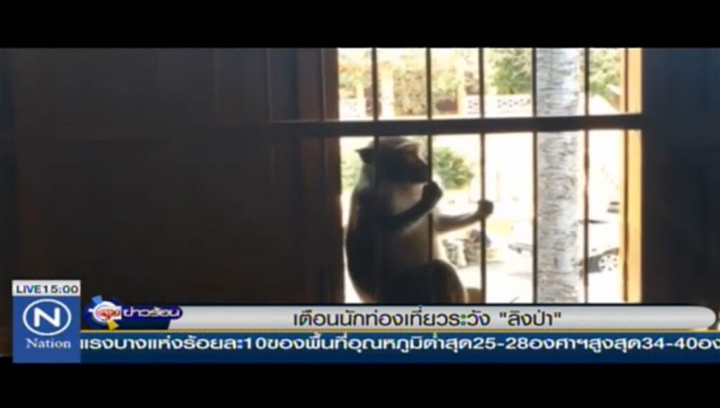 เตือนนักท่องเที่ยวระวัง "ลิงป่า"