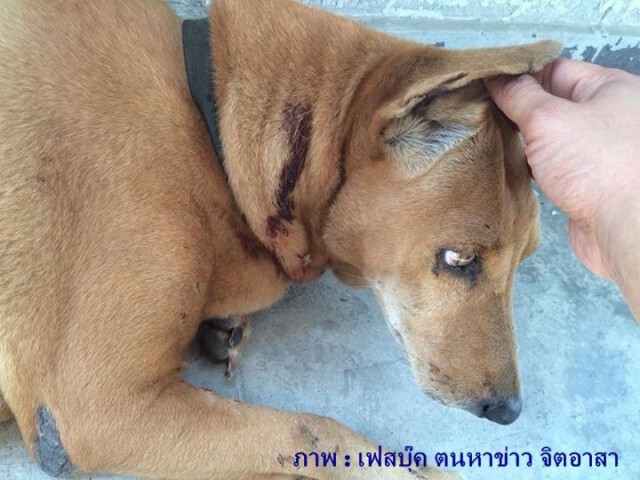 ผบก.น.2 เรียกสอบ"สารวัตร"ยิงสุนัขตาย 1 เจ็บ 1