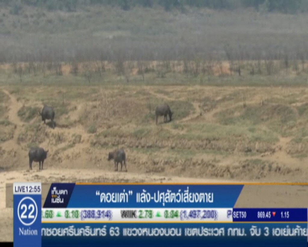 “ดอยเต่า”แล้ง-ปศุสัตว์เสี่ยงตาย “ดอยเต่า”แล้ง-ปศุสัตว์เสี่ยงตาย