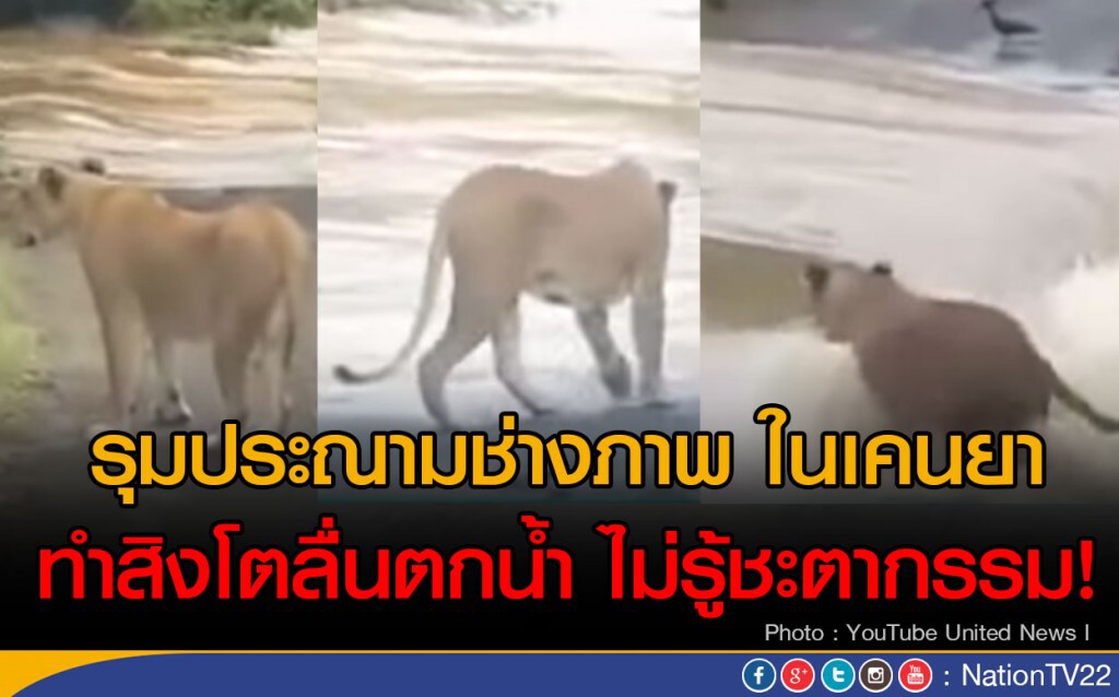 รุมประณามช่างภาพ  ทำสิงโตลื่นตกน้ำ ไม่รู้ชะตากรรม!