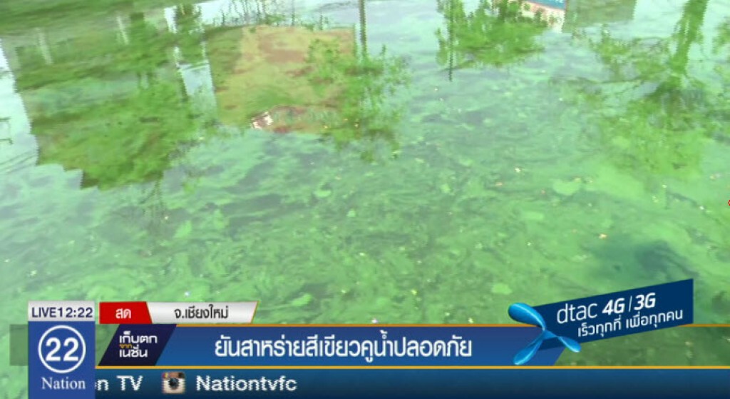 ยันสาหร่ายสีเขียวคูน้ำจังหวัดเชียงใหม่ "ปลอดภัย" ยันสาหร่ายสีเขียวคูน้ำจังหวัดเชียงใหม่ "ปลอดภัย"