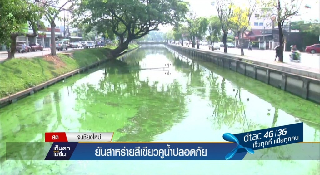 สาหร่ายสีเขียวในคูน้ำปลอดภัย