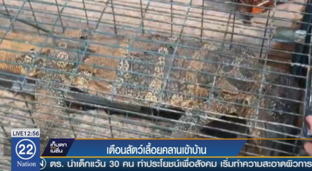 ร้อนแล้งเตือนสัตว์เลื้อยคลานเข้าบ้าน ร้อนแล้งเตือนสัตว์เลื้อยคลานเข้าบ้าน