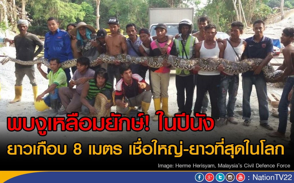 พบงูเหลือมยักษ์ในปีนัง ยาวเกือบ 8 เมตร เชื่อยาวที่สุดในโลก พบงูเหลือมยักษ์ในปีนัง ยาวเกือบ 8 เมตร เชื่อยาวที่สุดในโลก