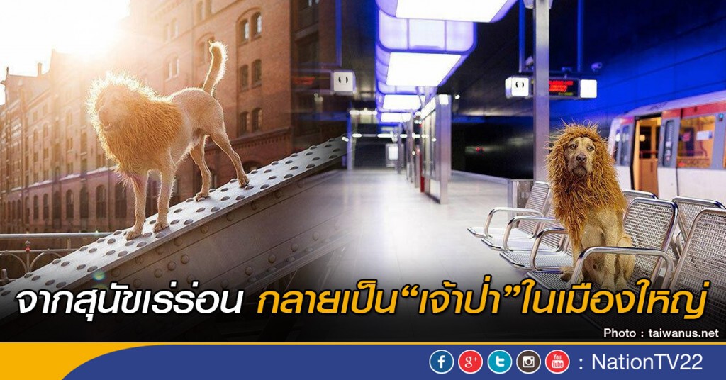 จากสุนัขเร่รอนกลายเป็น “เจ้าป่า” ในเมืองใหญ่ จากสุนัขเร่รอนกลายเป็น “เจ้าป่า” ในเมืองใหญ่