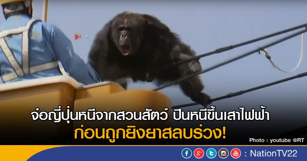 เจ้าจ๋อหนีจากสวนสัตว์ ปีนหนีขึ้นเสาไฟฟ้า ก่อนถูกยิงยาสลบร่วง เจ้าจ๋อหนีจากสวนสัตว์ ปีนหนีขึ้นเสาไฟฟ้า ก่อนถูกยิงยาสลบร่วง