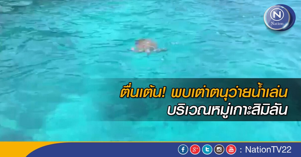 พบเต่าตนุว่ายน้ำเล่นที่สิมิลัน พบเต่าตนุว่ายน้ำเล่นที่สิมิลัน